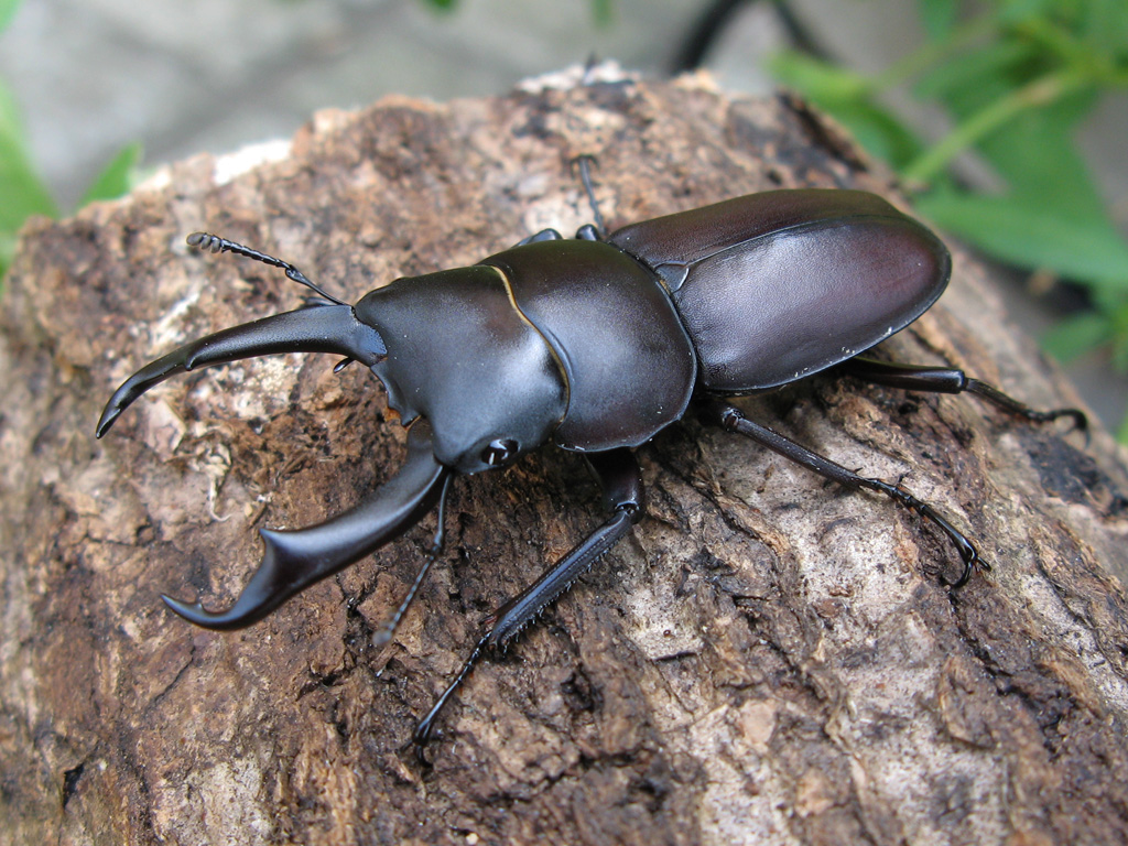 クワガタ・カブトムシ採集できます！ | お知らせ | GRAN TOCORO